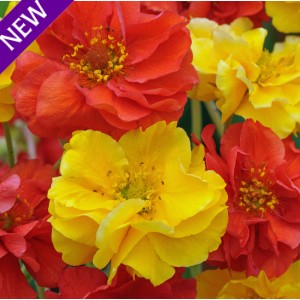 Geum flore plena 'Sunbeam' 